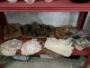 IMG_0460